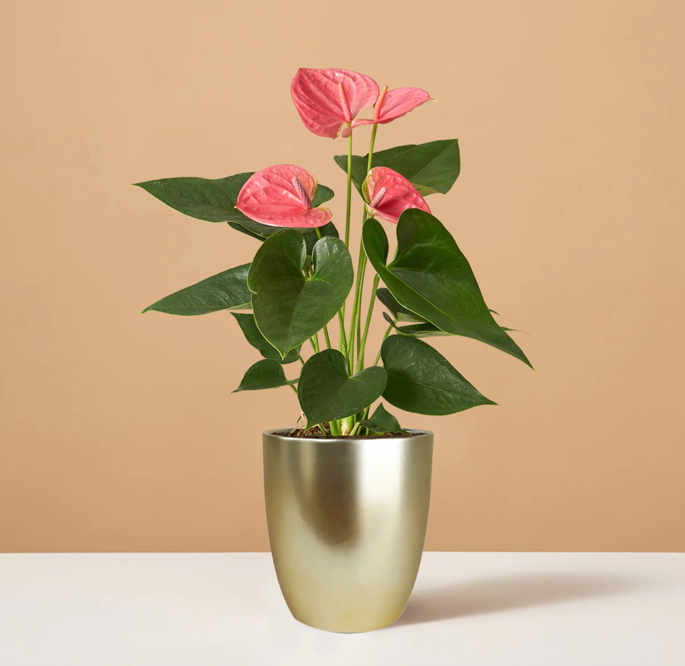 Pink Anthurium