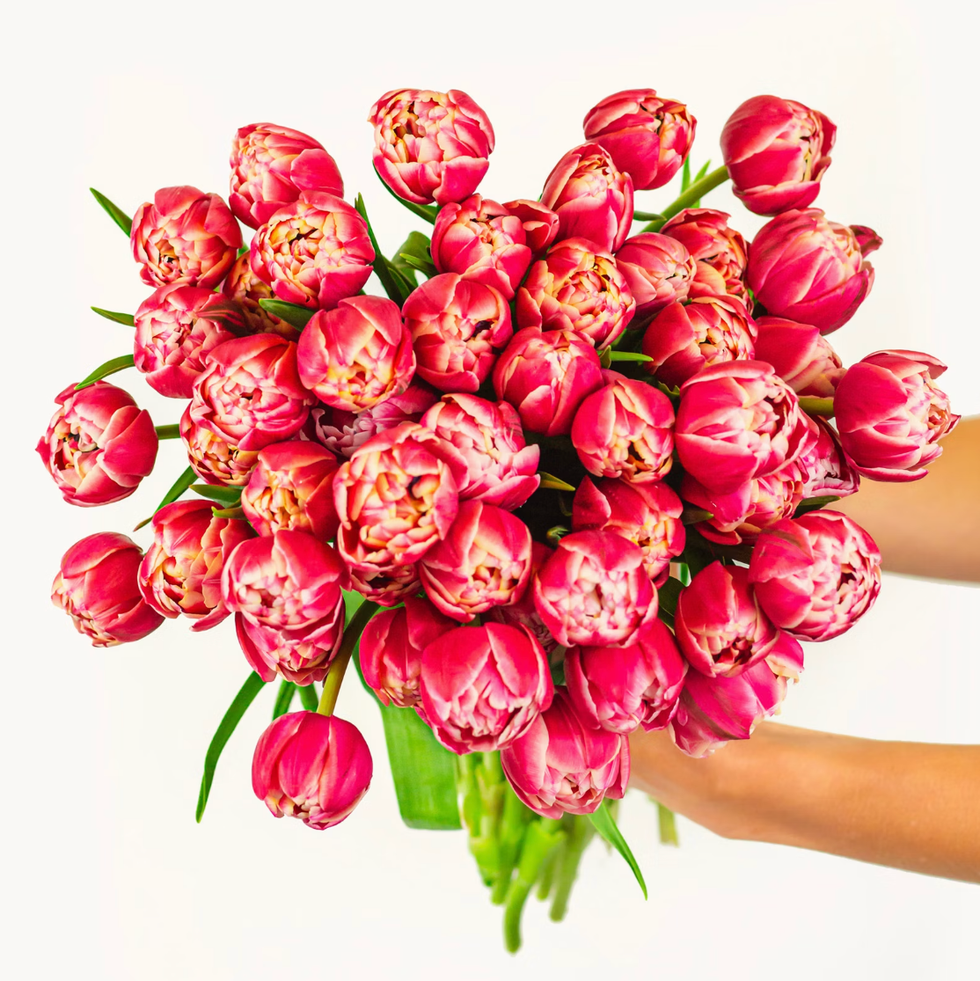 Pink Peony Tulips