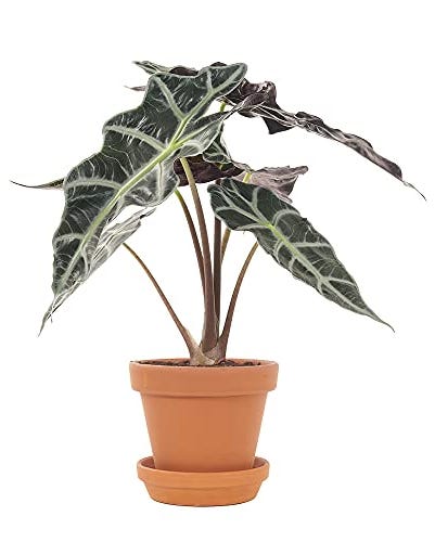 Alocasia amazónica