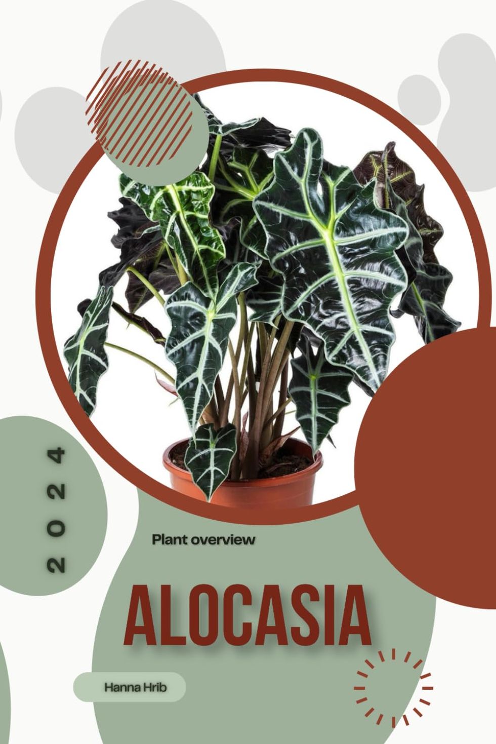 Alocasia: Simply beginners guide