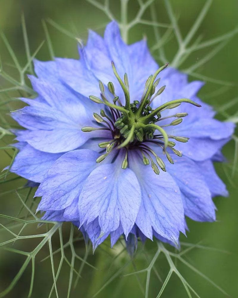 Nigella damascena 'Miss Jekyll' love-in-a-mist