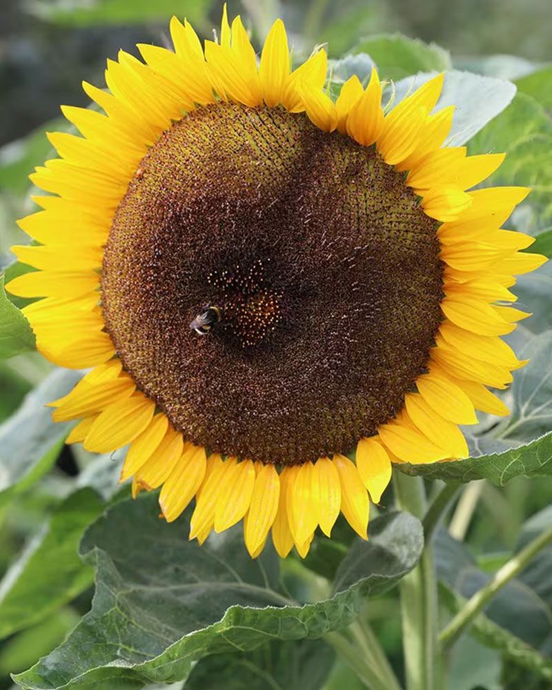 Helianthus 'Tall Single' sunflower 