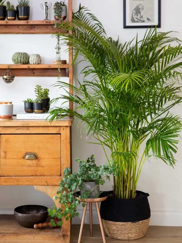Oversized areca palm plant and basket