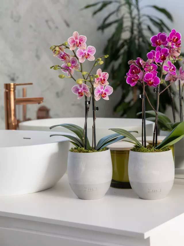 Mini Orchid Duo
