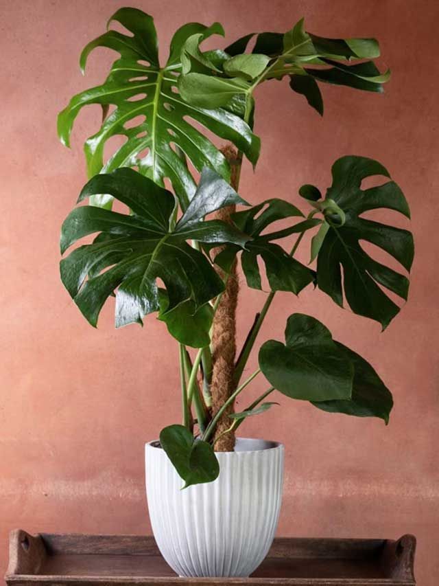 Monstera deliciosa Swiss cheese plant ( syn. Monstera pertusum )- From £9.99