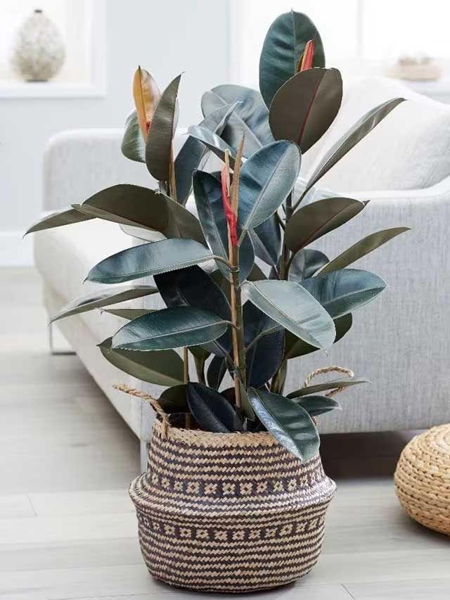 Ficus elastica 'Abidjan' rubber plant-From £9.99