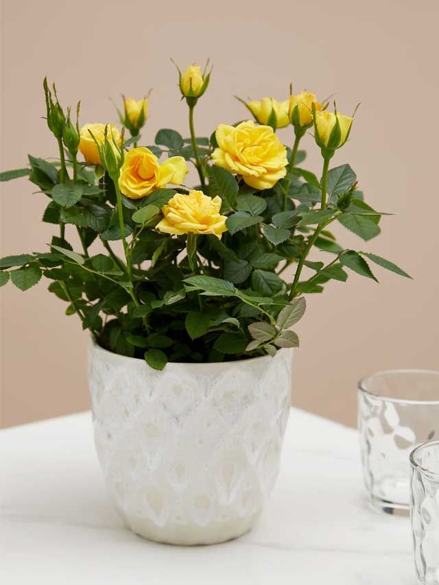 yellow rose plant and ceramic pot
