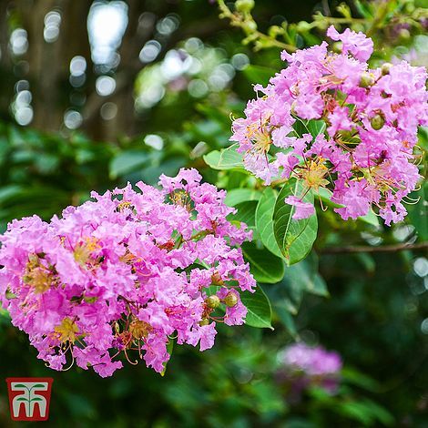 Lagerstroemia indica 'Rhapsody In Pink'Crepe Myrtle
