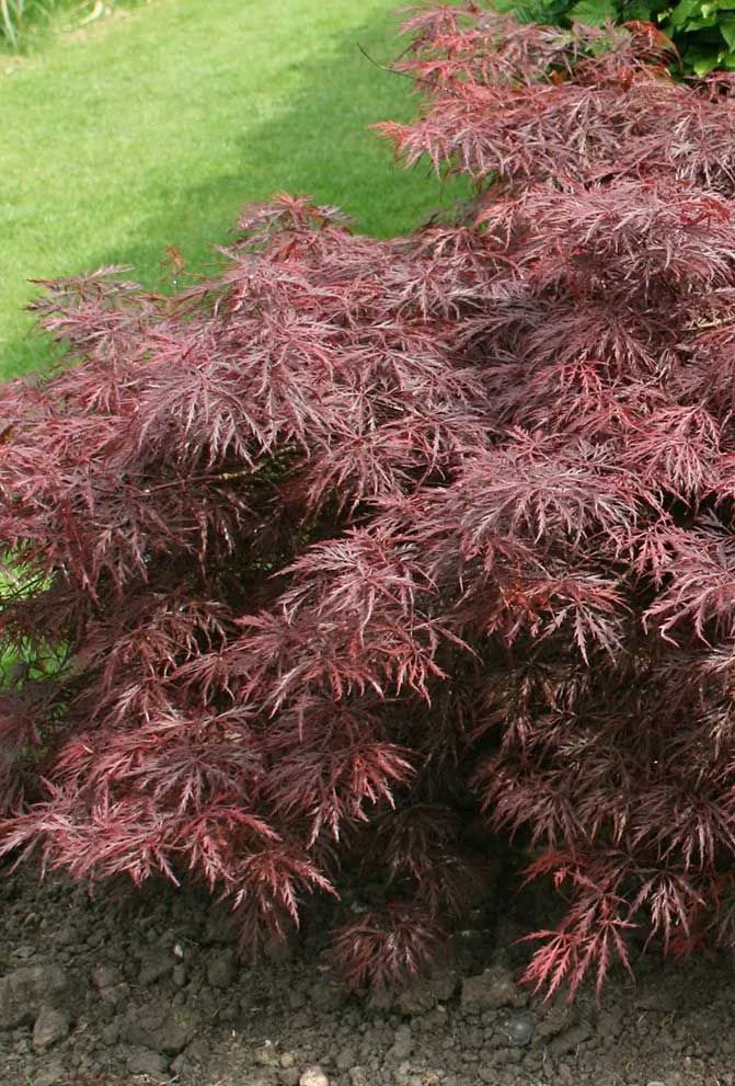 Acer palmatum 'Garnet' Japanese maple