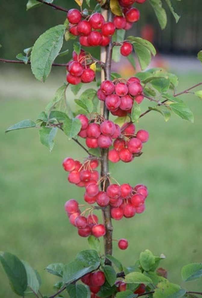 Malus × robusta 'Red Sentinel' crab apple ( syn. Malus 'Red Sentinel' )