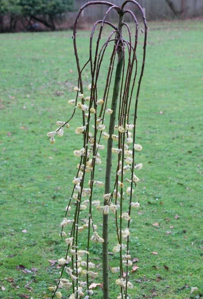 Salix caprea 'Kilmarnock' Kilmarnock willow (Salix caprea 'Pendula') (syn. Salix caprea var. pendula)