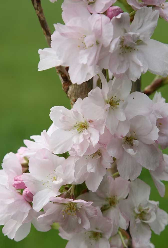 Prunus 'Amanogawa' flowering cherry blossom tree ( syn. Prunus serrulata 'Amanogawa' )