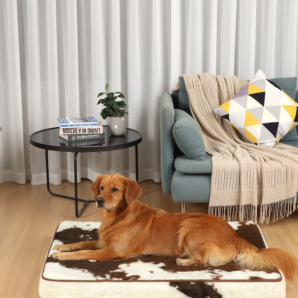 The 12 Best Luxury Dog Beds of 2024