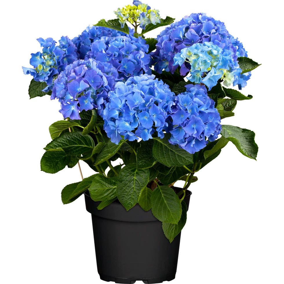 Hortensia Hydrangea Macrophylla