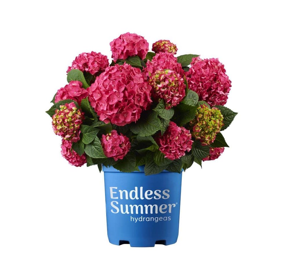 Planta Natural Hydrangea Rosa
