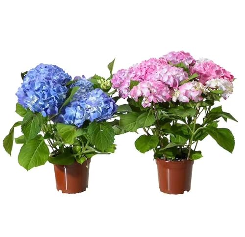2 Hortensias Rosa y Azul 