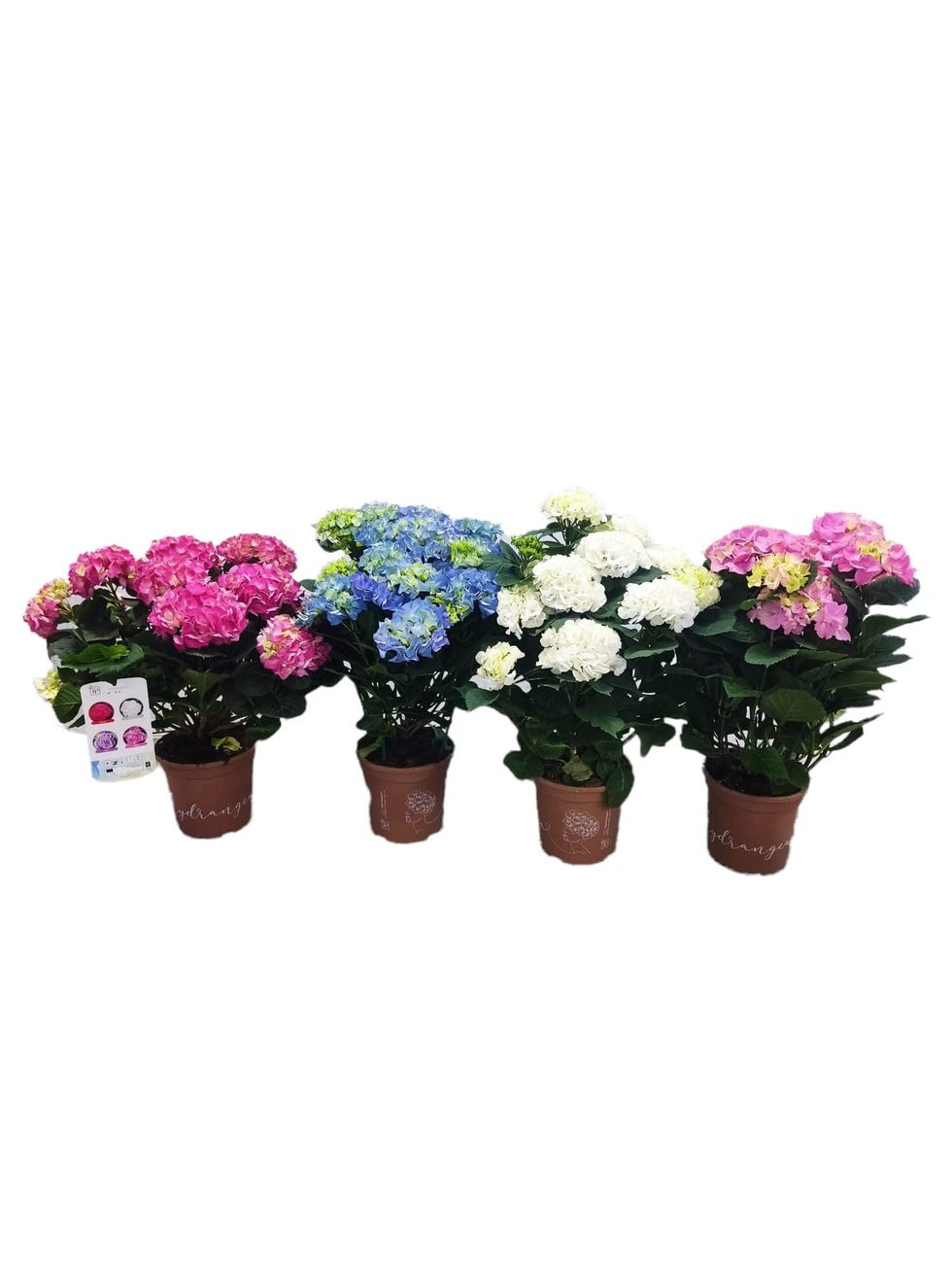 Hortensia Hydrangea 