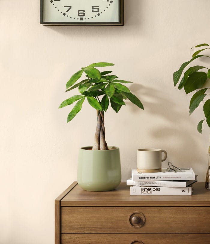 Money Tree
