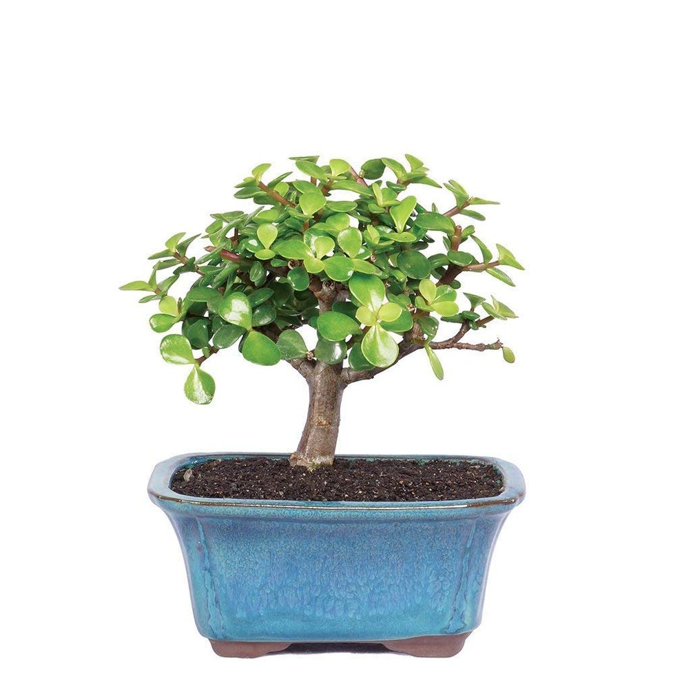 Live Dwarf Jade Bonsai Tree