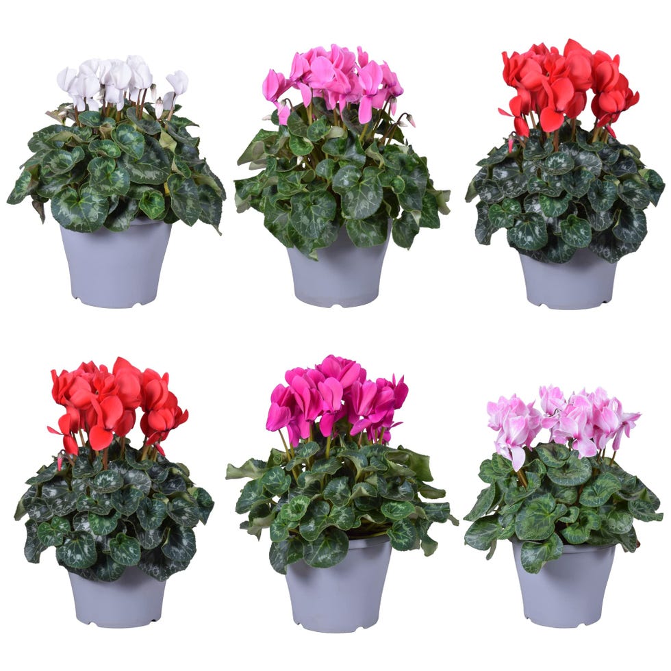 Cyclamen de jardín
