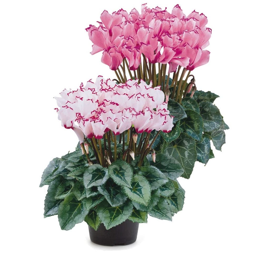 Set de cyclamen