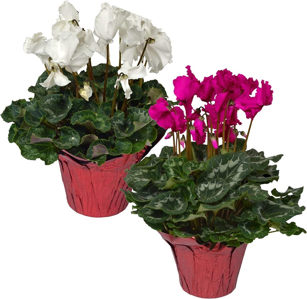 Cyclamen Pack de 2 Unidades