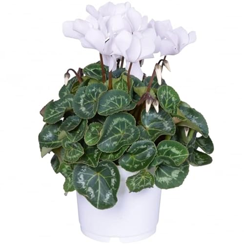 Cyclamen Blanco PREMIUM