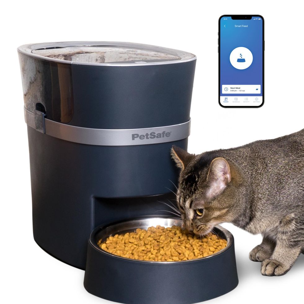 Best Automatic Pet Feeders 2022