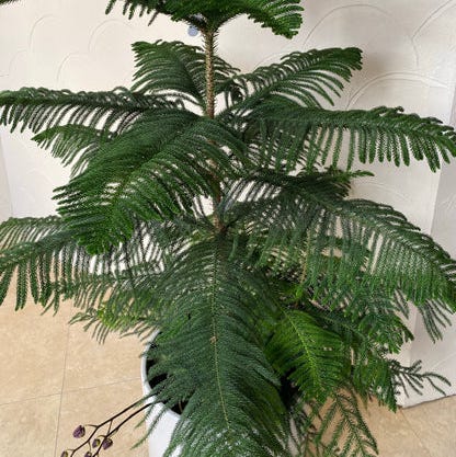 norfolk island pine