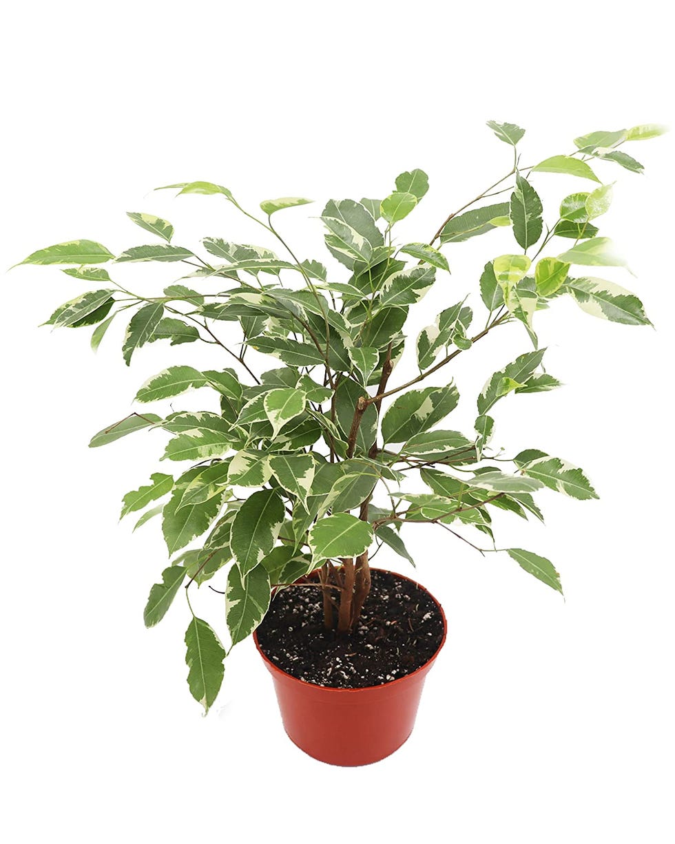 Ficus Benjamina