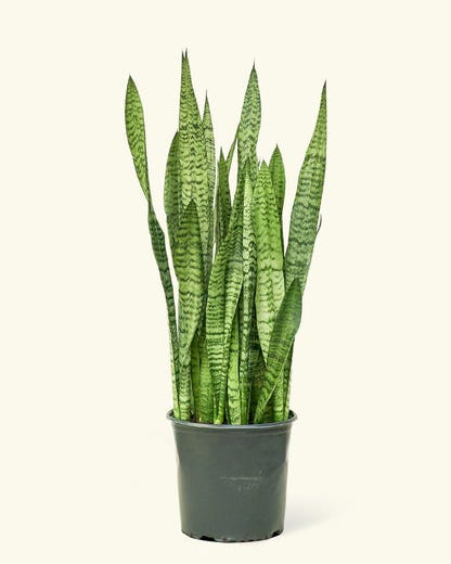 Snake Plant 'Zeylanica'