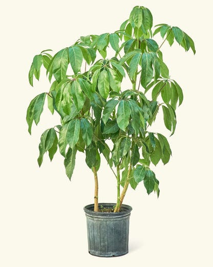 Australian umbrella tree