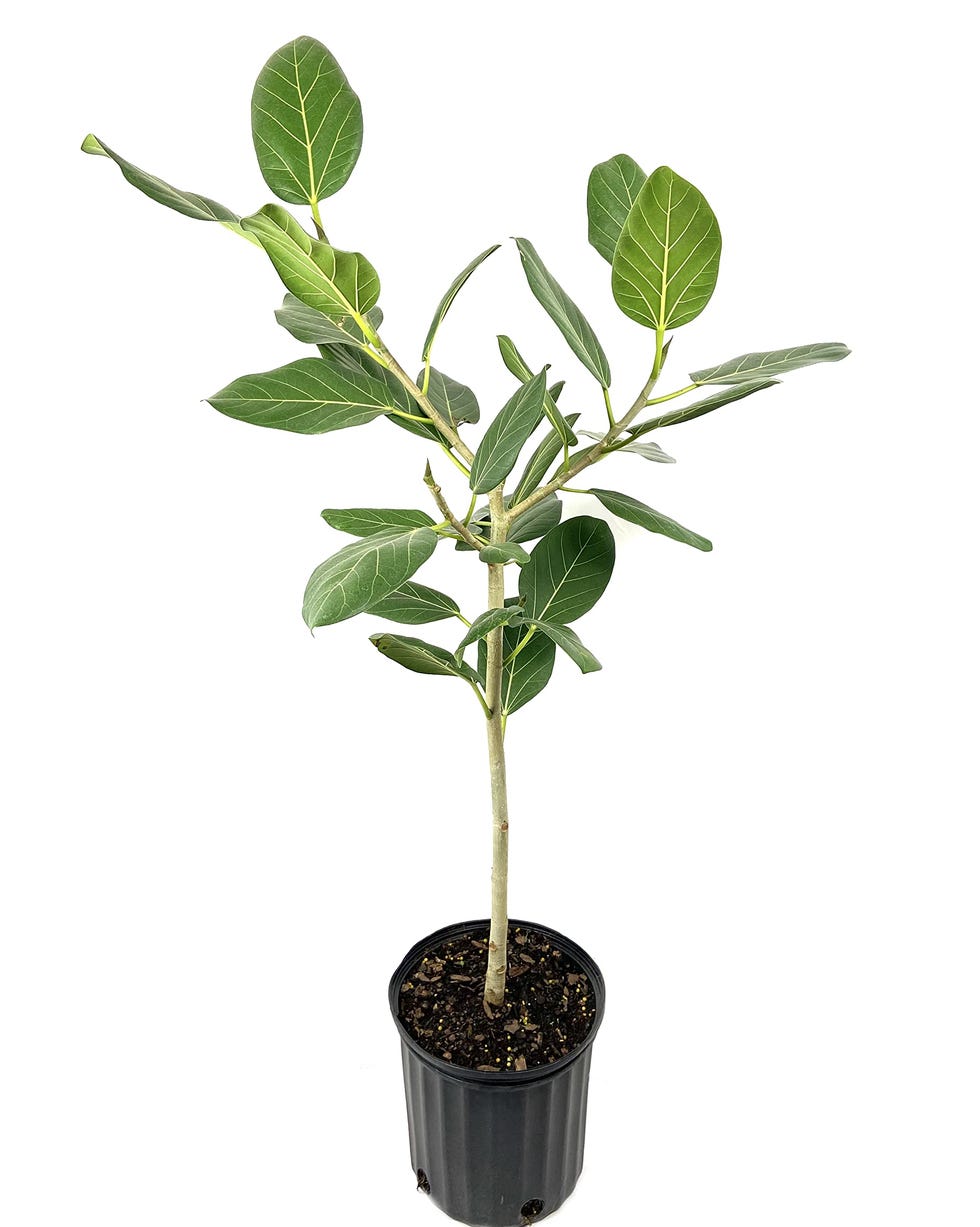 Ficus Audrey Tree