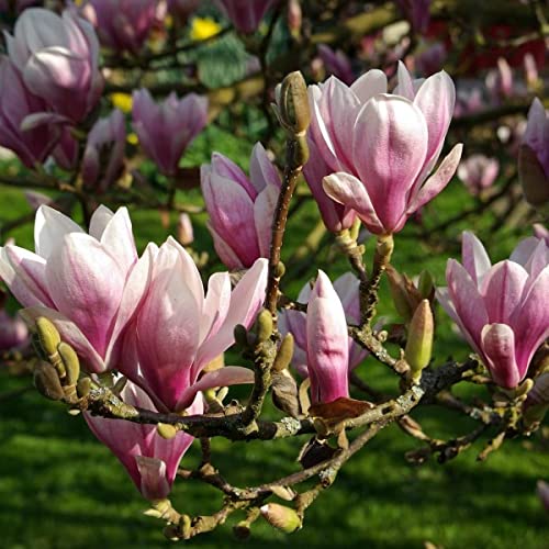 se permiten perros en la plantación de magnolia