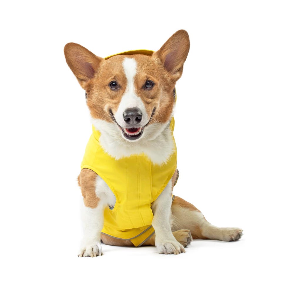 Torrential Tracker Dog Rain Jacket