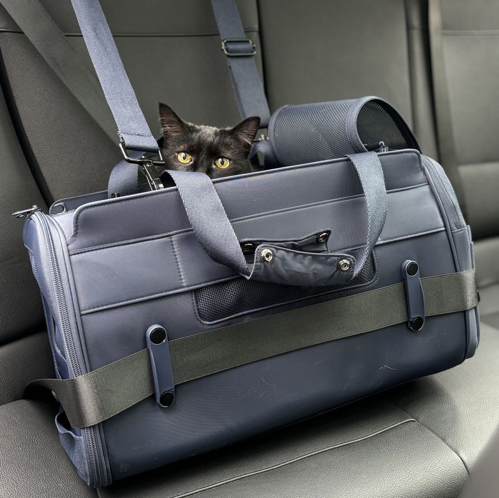 Diggs Travel Pet Carrier