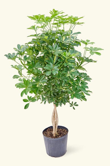 Hawaiian Dwarf Umbrella Tree