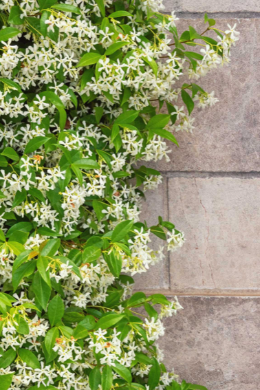 climbing star jasmine