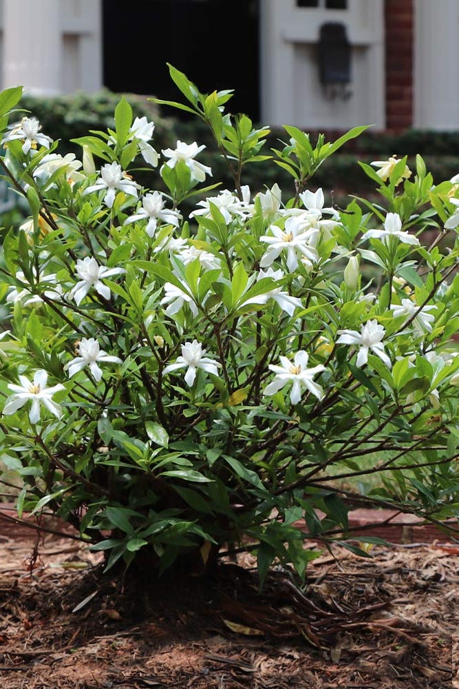 dwarf gardenia