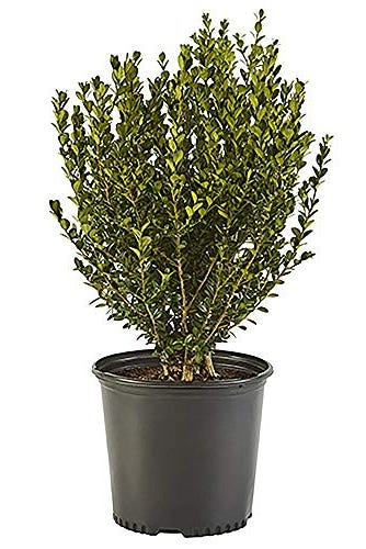 wintergreen boxwood