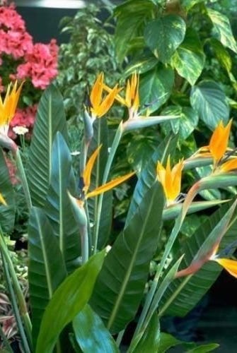 bird of paradise plant