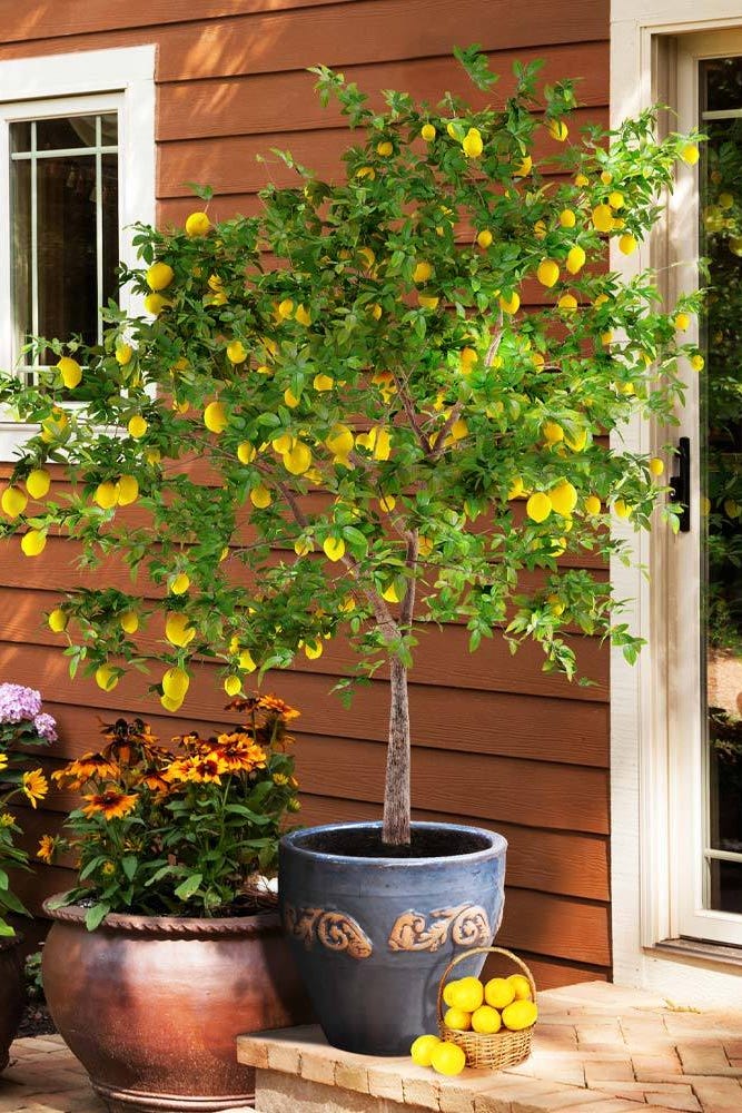 meyer lemon tree