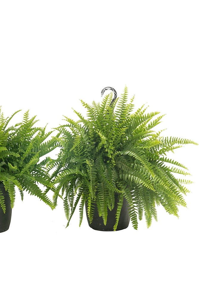 boston fern