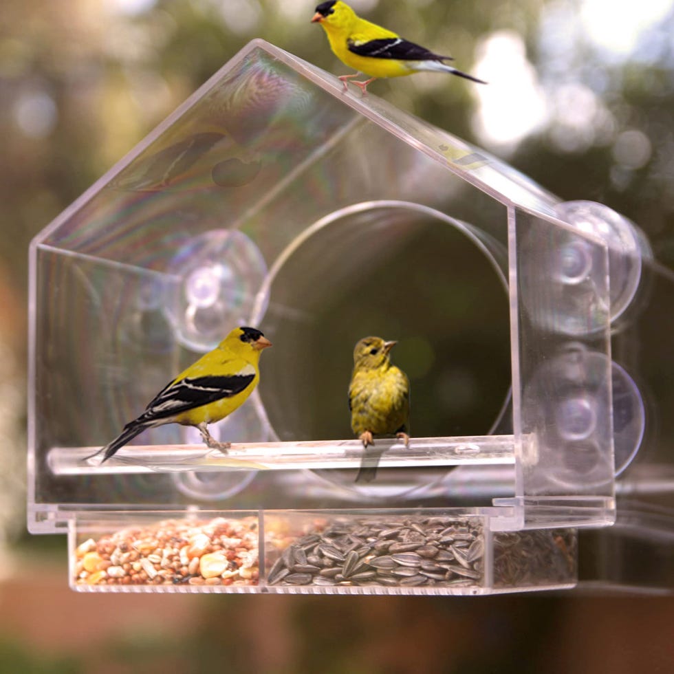 Window Bird Feeder 