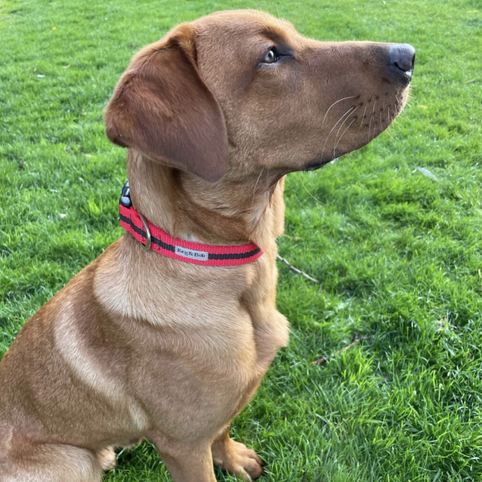 Dog Collar In Red And Brown Stripe
