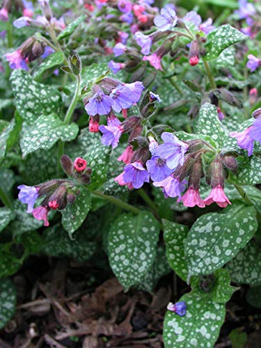 Pulmonaria Signora Luna Viola e Rosa Fiori 