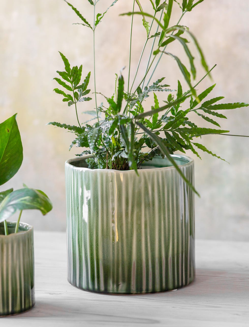 5 Ways To Decorate With Houseplants