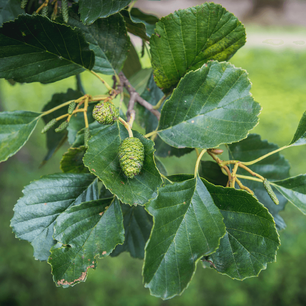 Alnus glutinosa Imperialis Tree