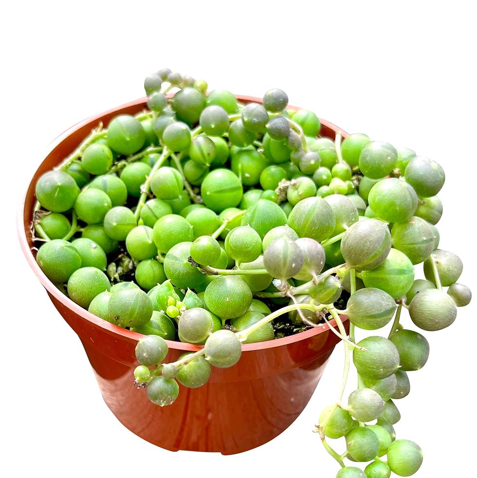 string of pearls succulents