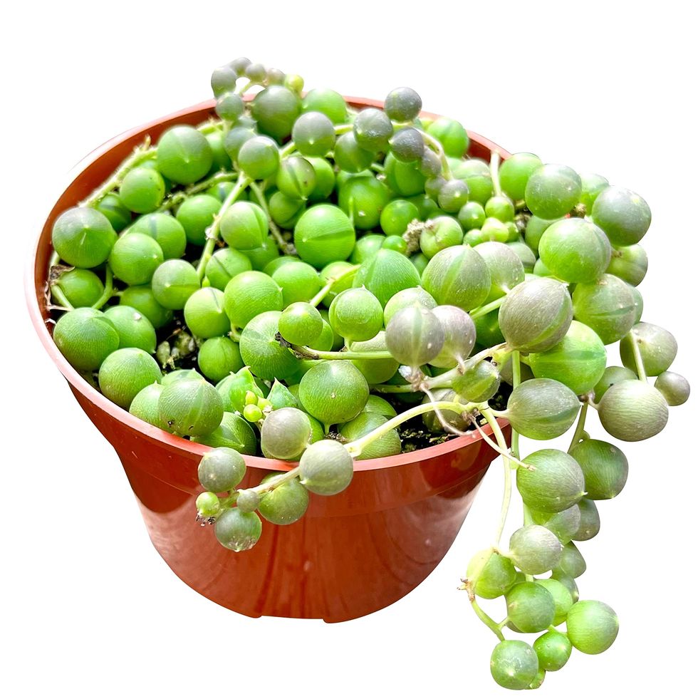 string of pearls succulents